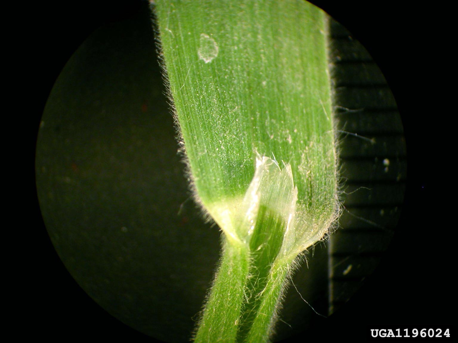 Close up of cheatgrass leaf sheath showing ligule