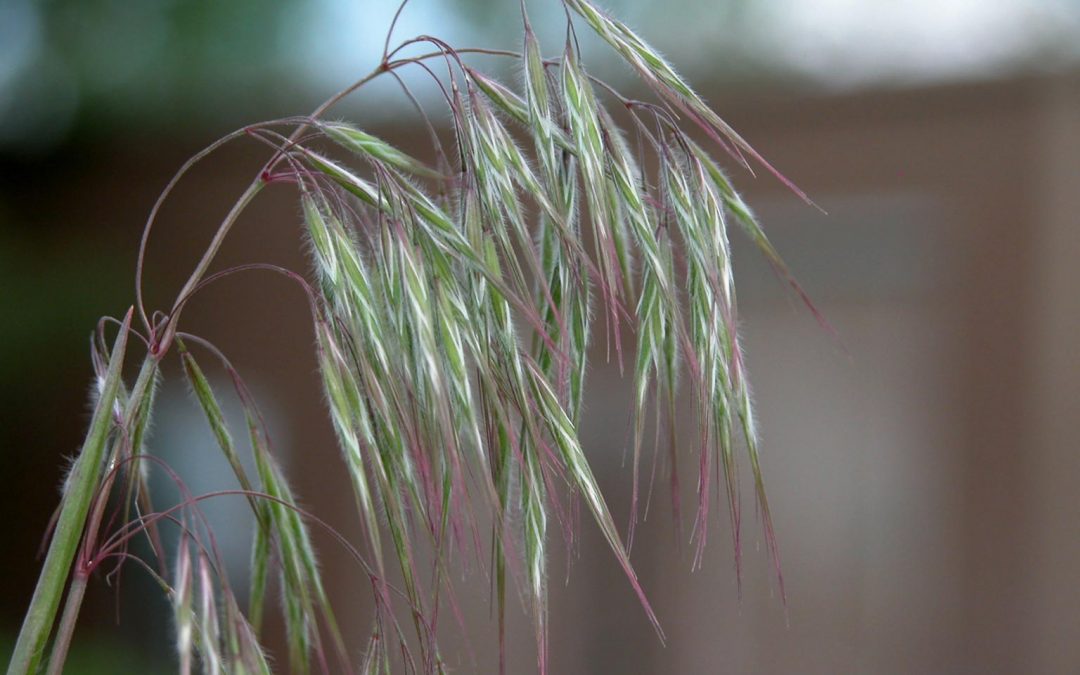 Close up of cheatgrass florets with purple tips