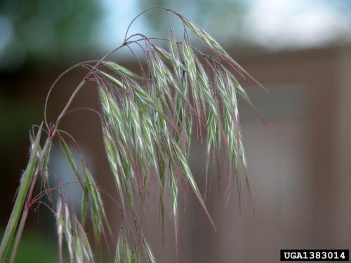 Close up of cheatgrass florets with purple tips