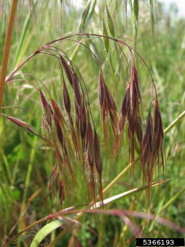 Mature cheatgrass turns purple or dark brown