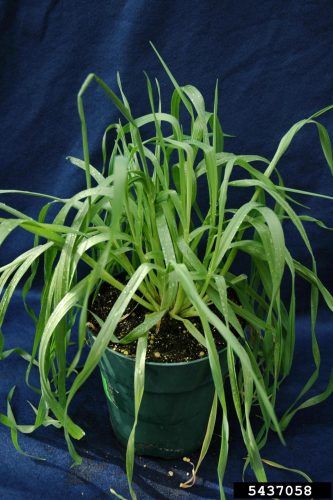 Cheatgrass clump grown in a pot, foliage without flowers