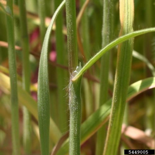 Close up of cheatgrass leaf blade emerging from leaf sheath