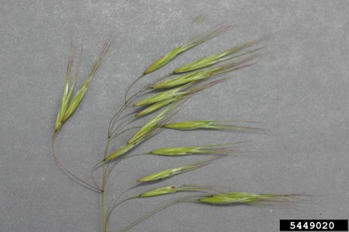 Close up of cheatgrass florets