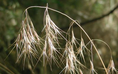 Cheatgrass