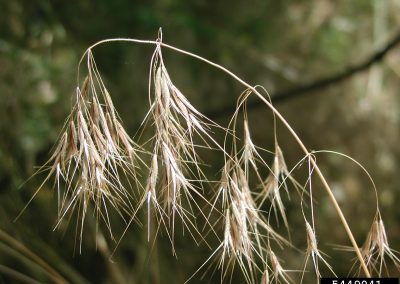 Cheatgrass