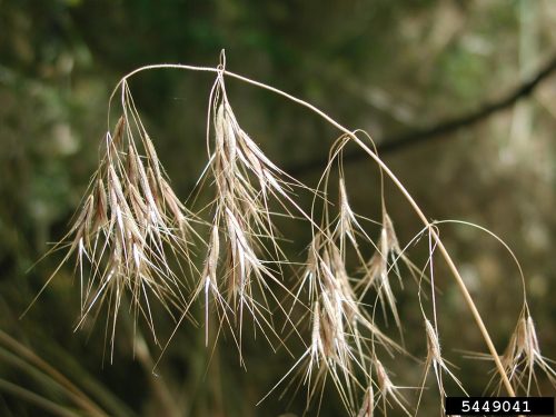 Close up of dead cheatgrass florets; dry, yellow, opened up into spikes