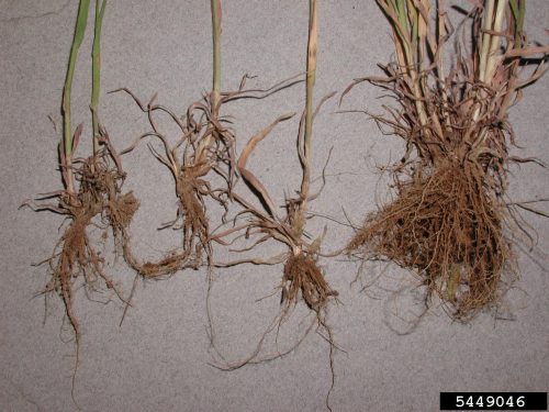 Close up of cheatgrass roots, showing how adventitious roots link together three grass clumps