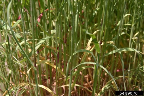 Close up on the stems of a cheatgrass patch showing red bands around the joints and some yellowing vegetation