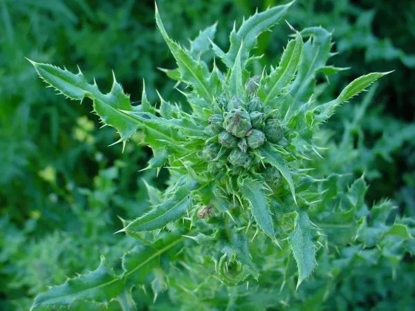 Canada Thistle with buds