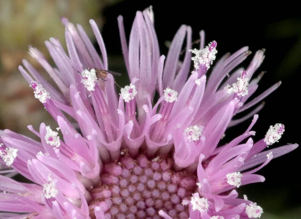 Canada Thistle flowering