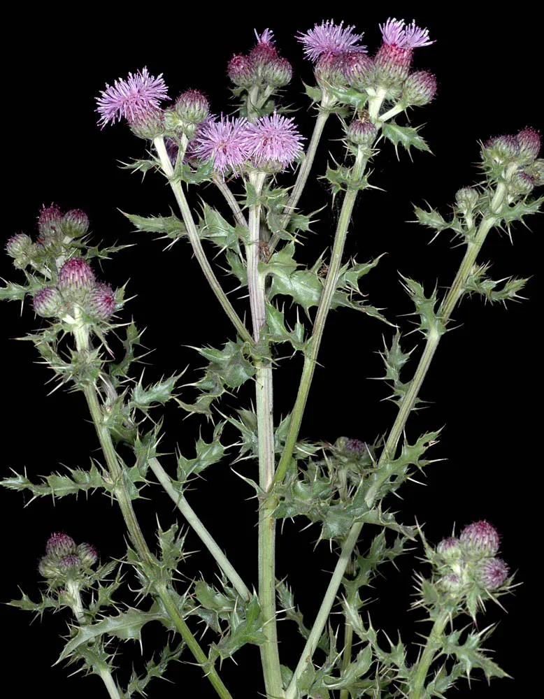 Canada Thistle plant with blooms