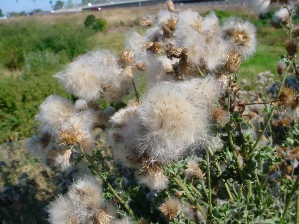 Canada Thistle fluffs