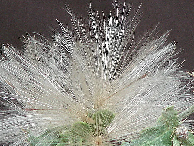 Canada Thistle fluff