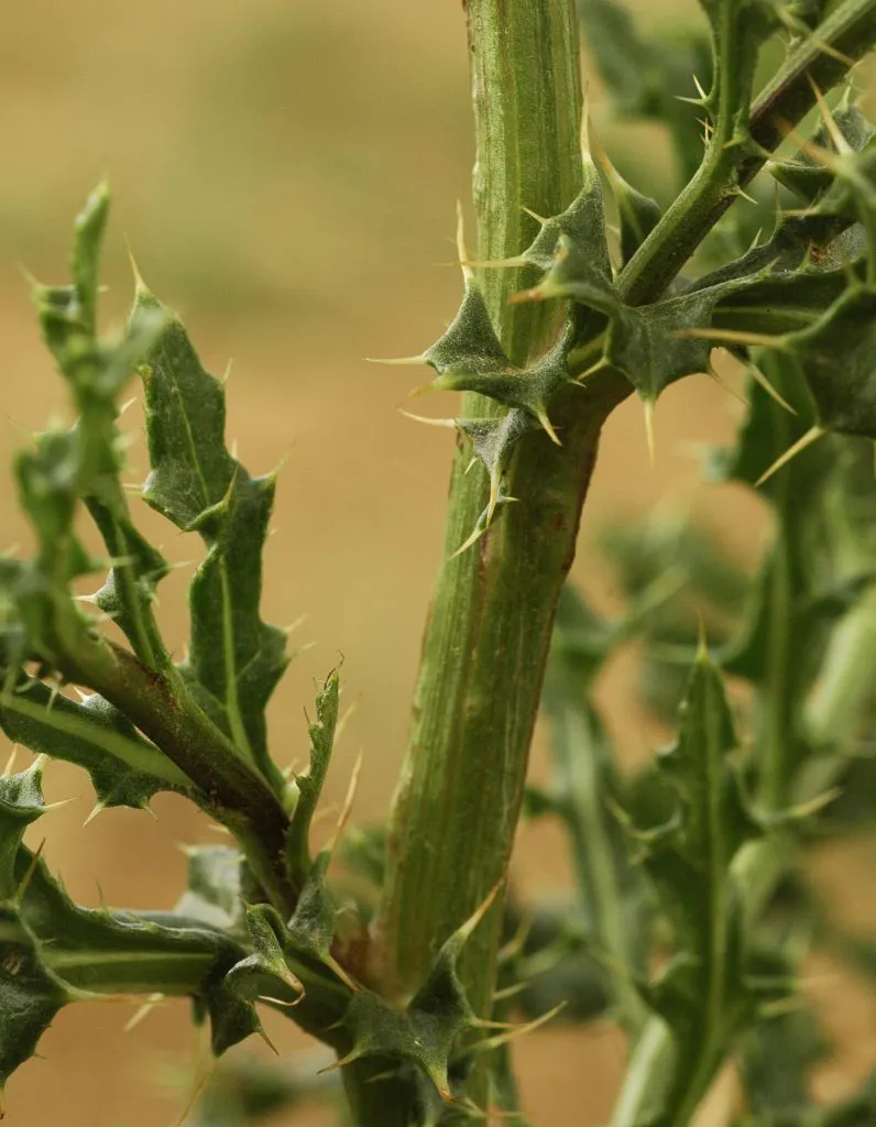 Canada Thistle thorns