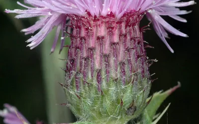 Canada Thistle