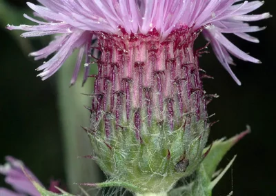 Canada Thistle