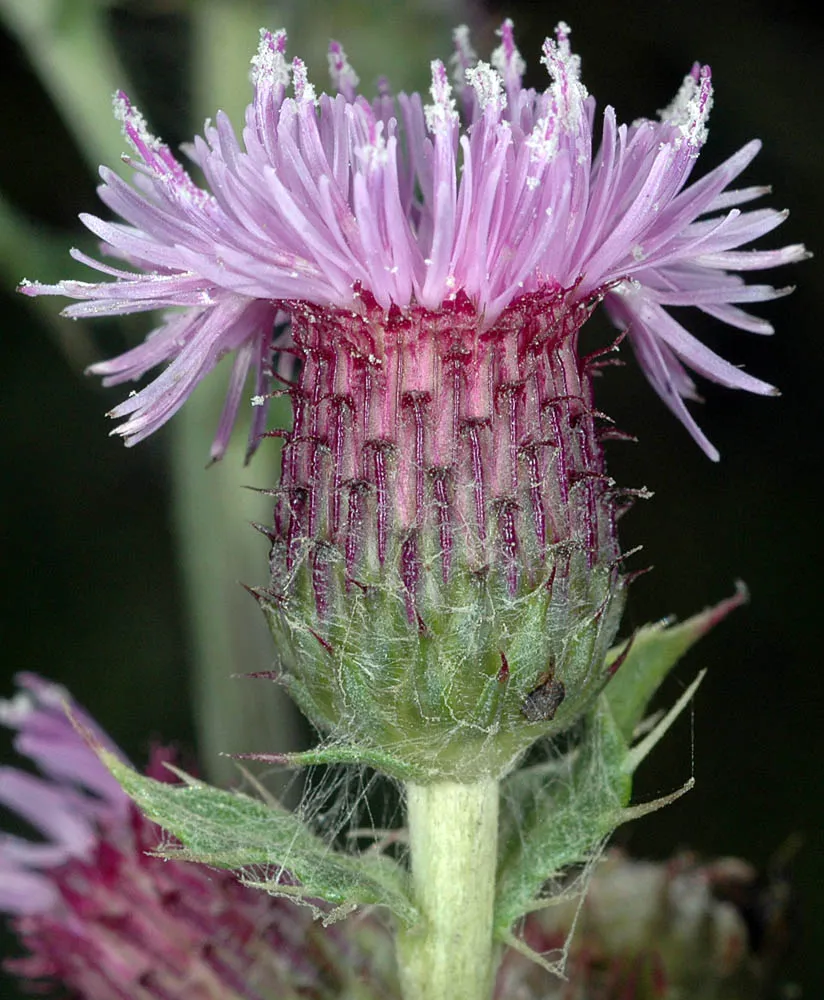 Canada Thistle bloom sideview