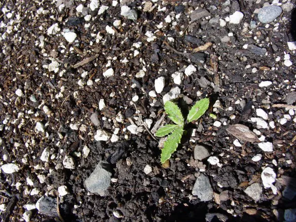 Canada Thistle sprig