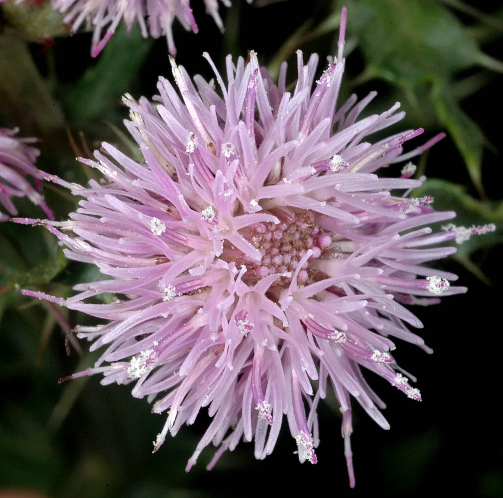 Canada Thistle bloom closeup