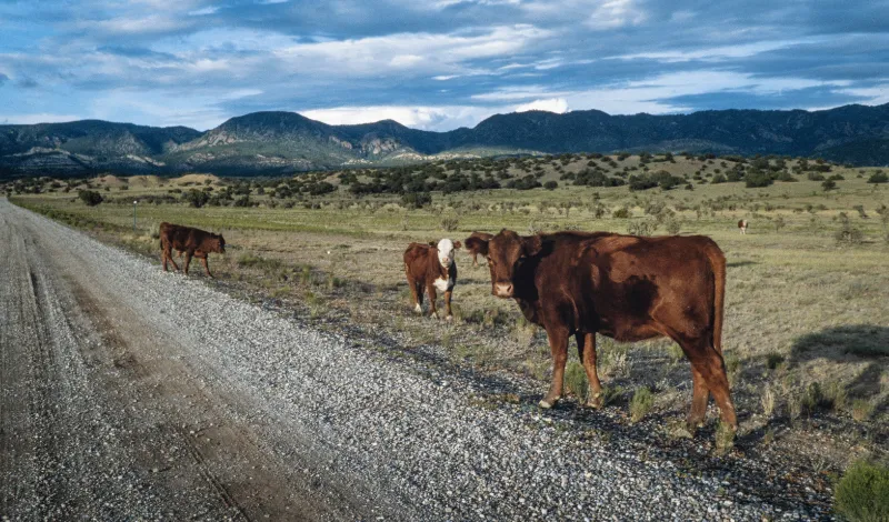 Cows looking up from grazing alongside a dirt road