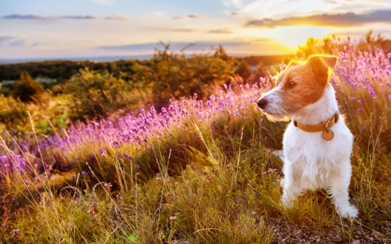 Small dog in open space next to purple flowers