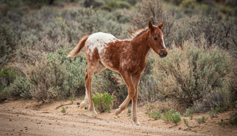 Colt sauntering alongside a dirt road