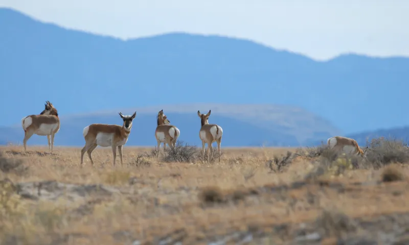 Group of Pronghorn Antelope