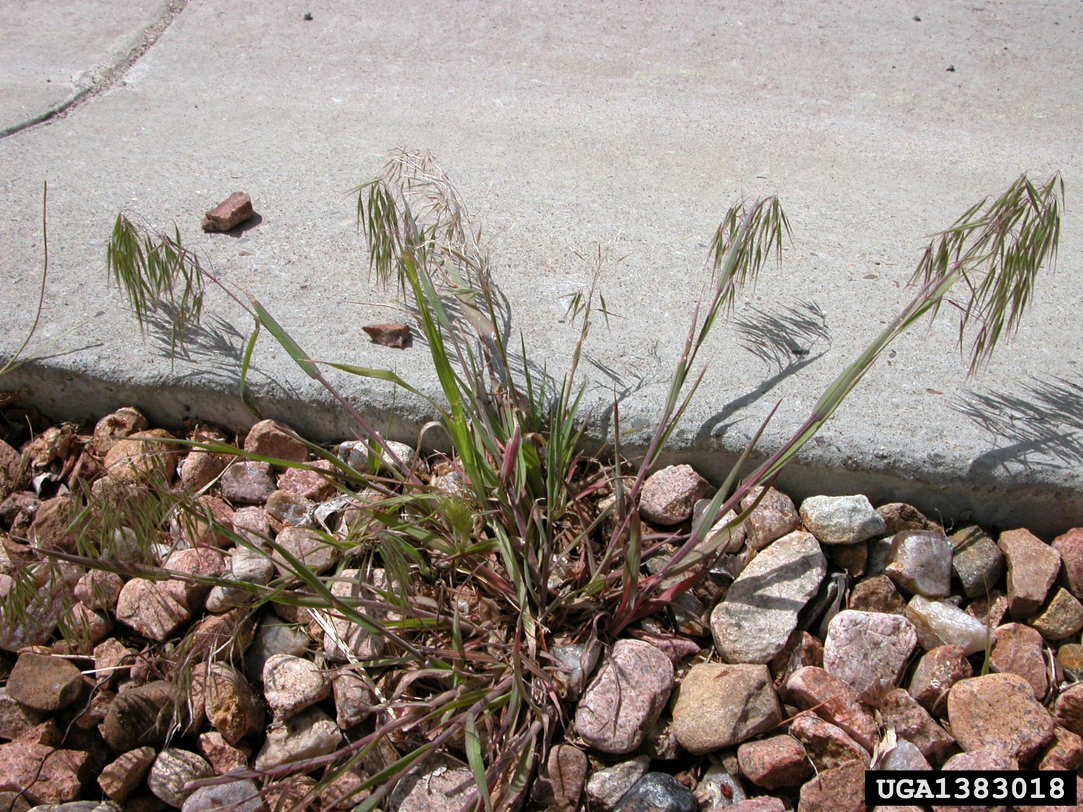 Early mature cheatgrass clump growing on gravel off sidewalk edge, green leaves with purple stems and floret tips.