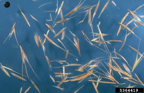 cheatgrass seeds scattered on blue background