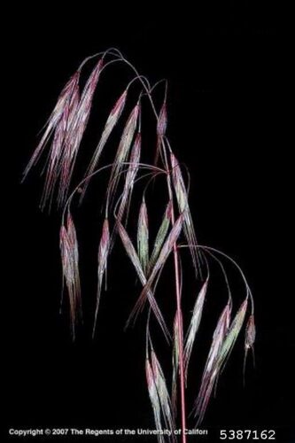 close up on mature cheatgrass florets on black background