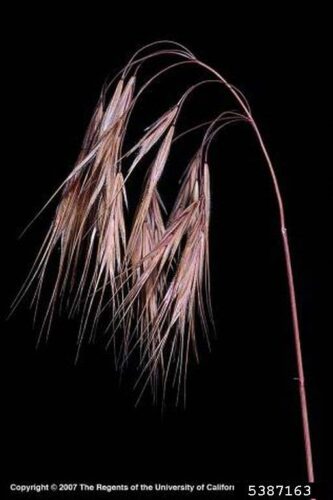 dead cheatgrass with no leaves and spikey brown florets