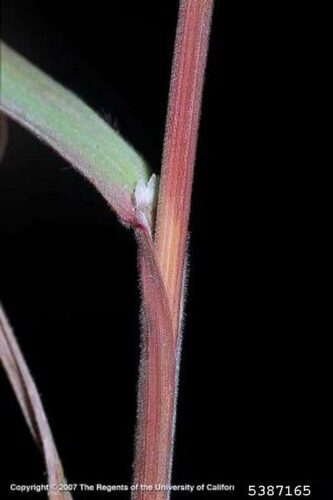 close up of red cheatgrass stems with visible ligule and green leaf blade