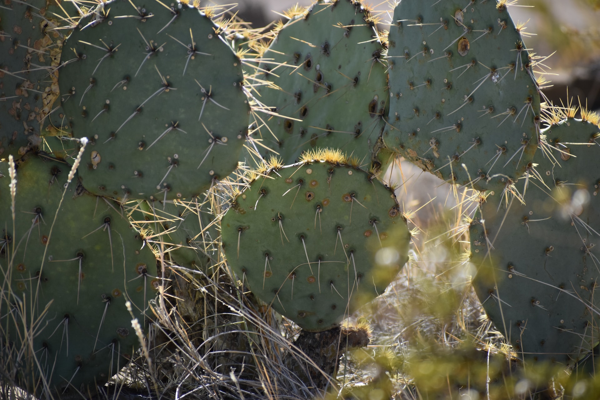 a group of prickly pear cactus plants