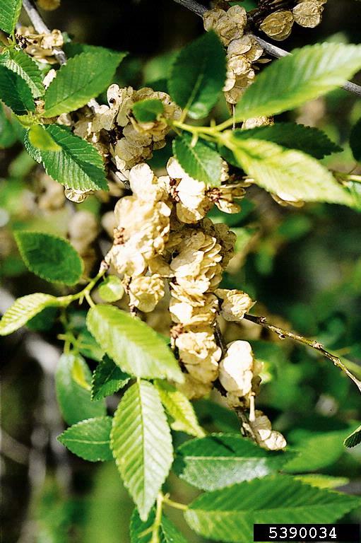 Clumps of abundant Siberian elm seed pods nestled between leaves