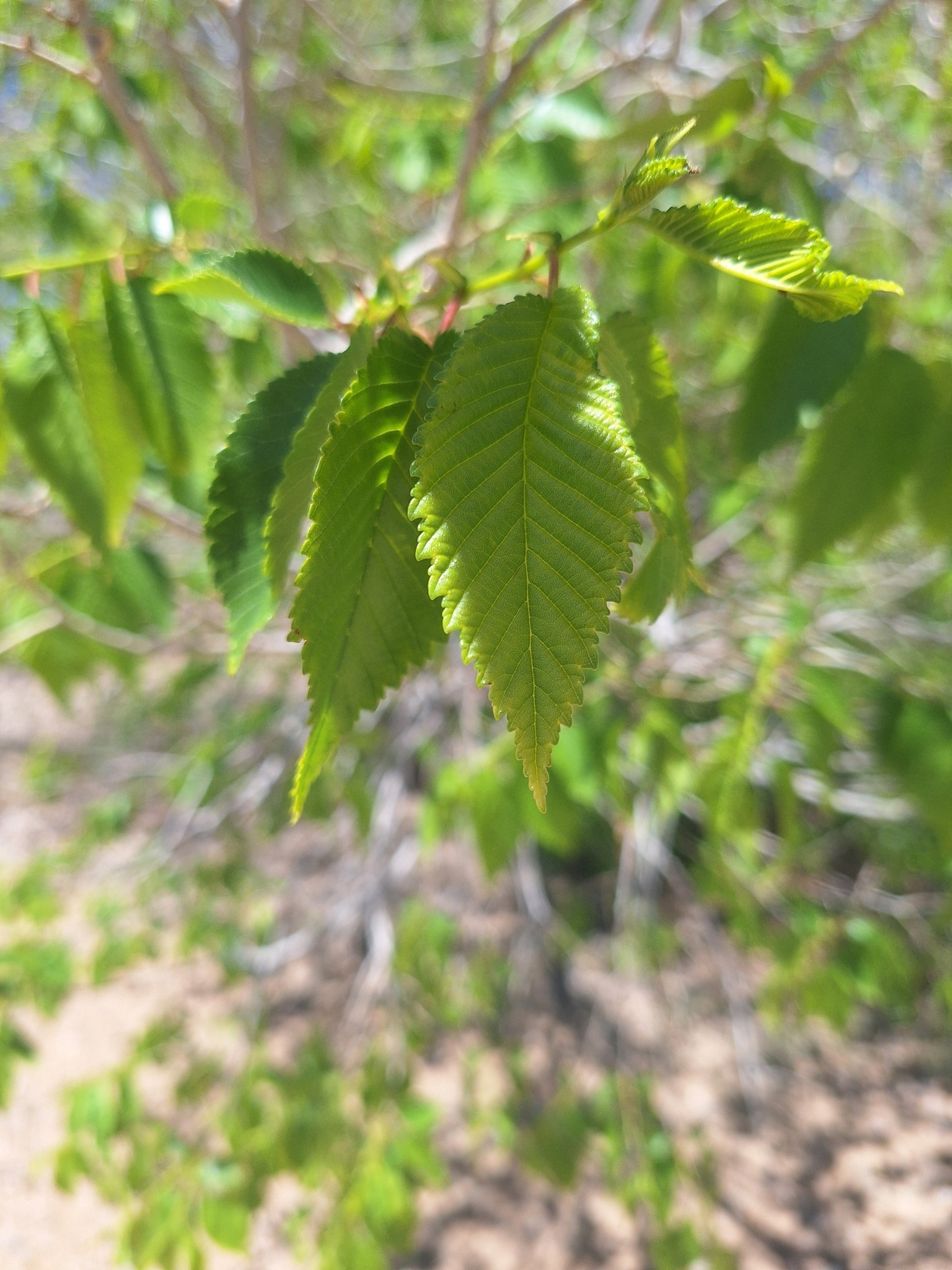 Siberian elm leaves alternate, egg- to lance-shaped, margins serrated, with light-colored veins