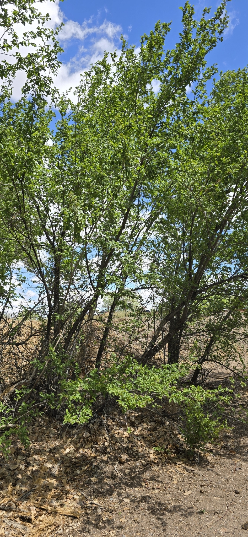 Young Siberian elm trees growing on a dry substrate