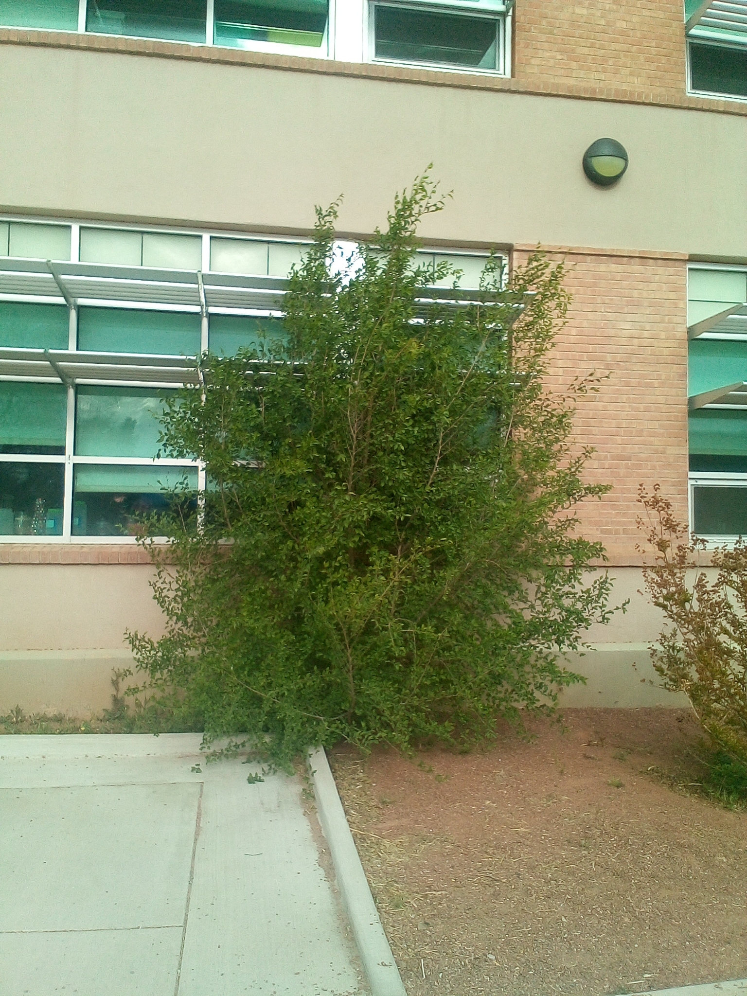 Siberian elm growing as a tall bush next to school or office building